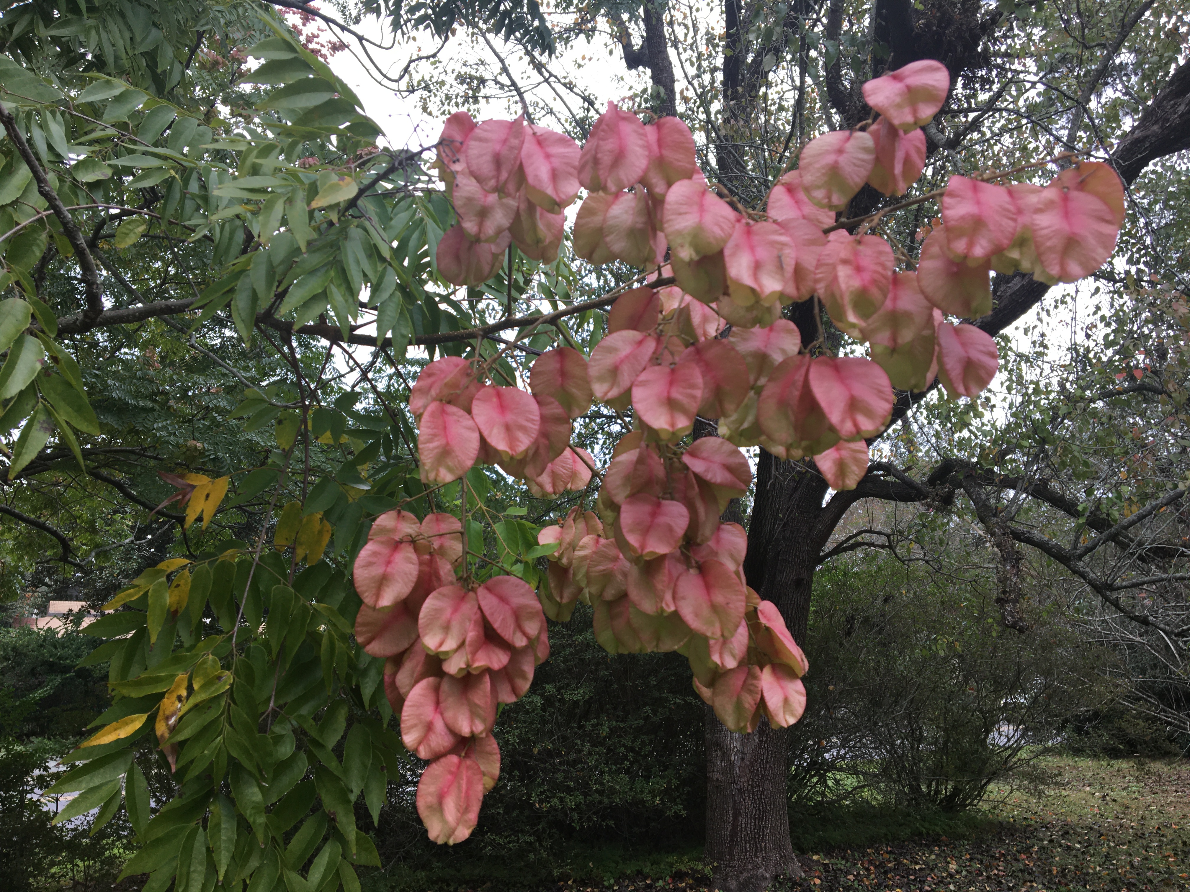Fall looks like a second spring in Louisiana 